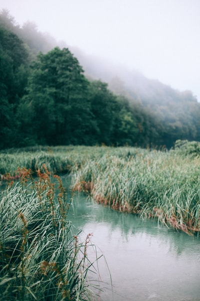 青草间有河